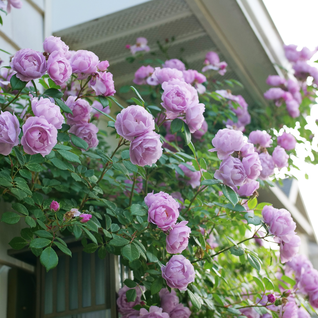 Rose | Rise Up Lilac Days® | Proven Winners® Shrubs – Proven