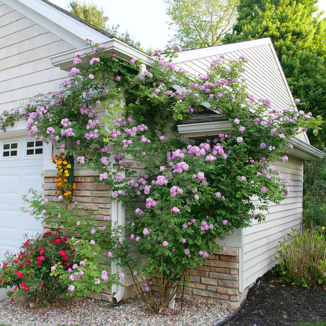 Rose | Rise Up Lilac Days® | Proven Winners® Shrubs – Proven