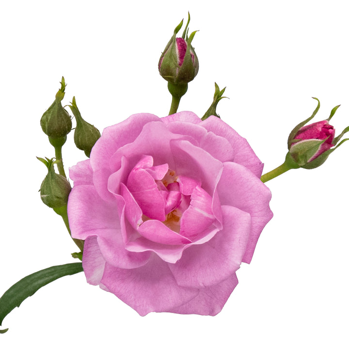 Rise Up Lilac Days® Rose