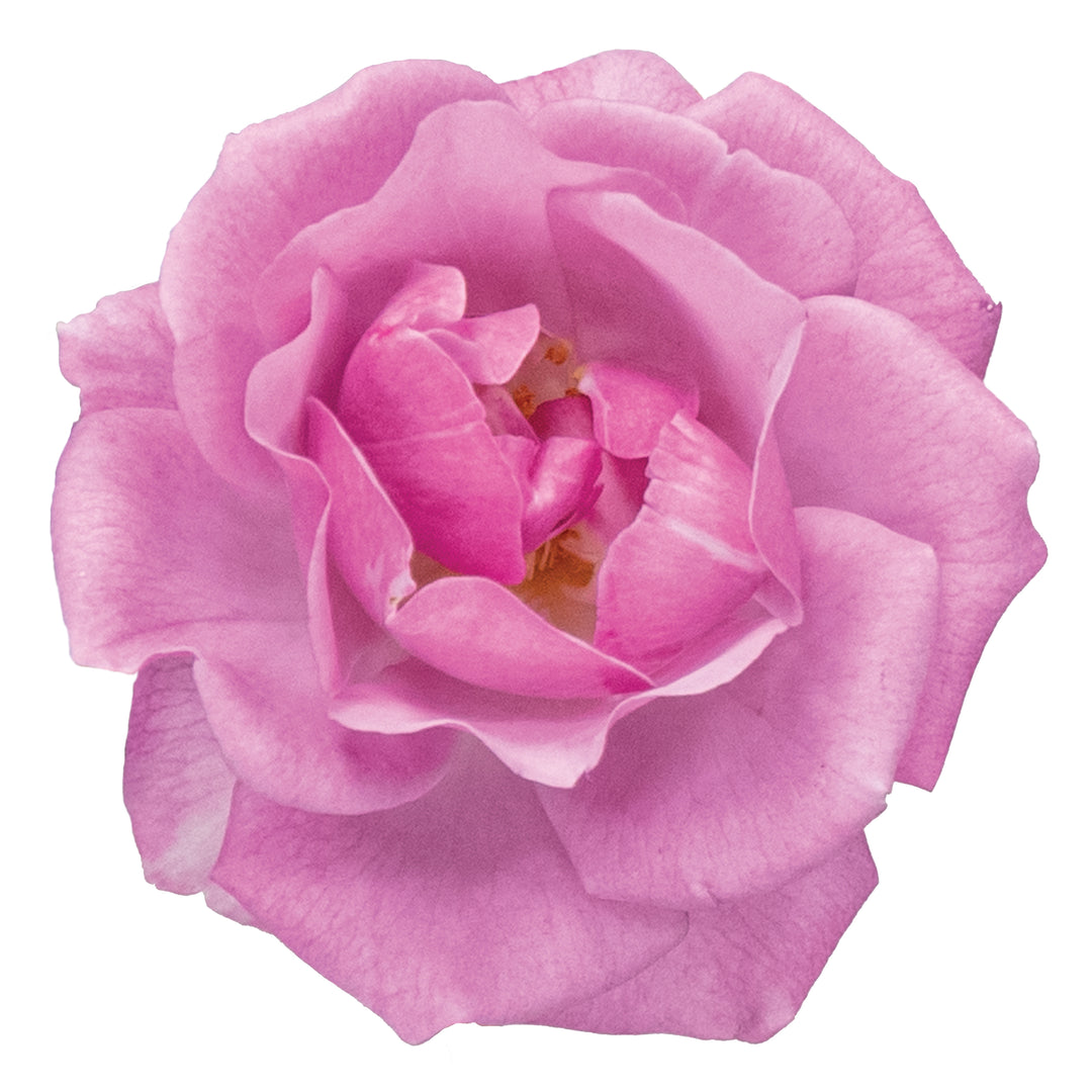 Rose | Rise Up Lilac Days® | Proven Winners® Shrubs – Proven