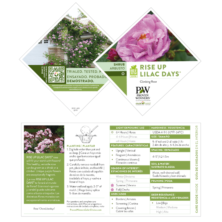 Rose | Rise Up Lilac Days® | Proven Winners® Shrubs – Proven