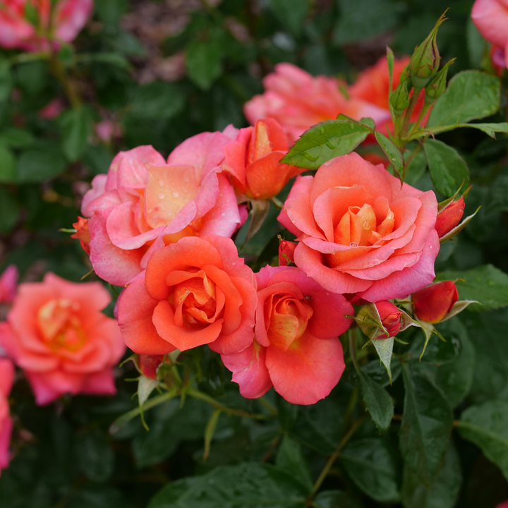 Rose | Rise Up Emberays® | Proven Winners® Shrubs – Proven Winners