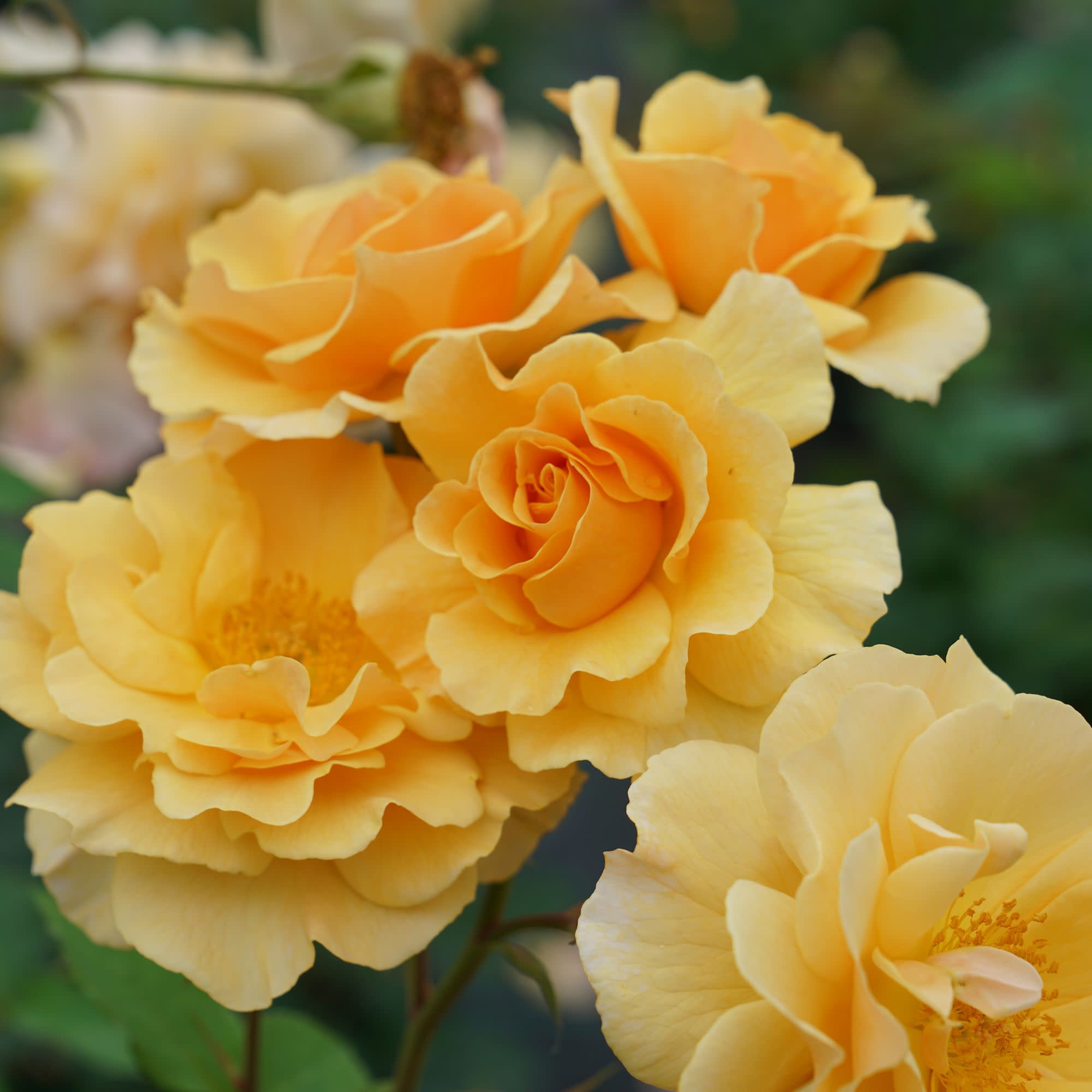 Rose Rise Range Rose | Rise Up Amberness® | Proven Winners® Shrubs – Proven Winners Direct™