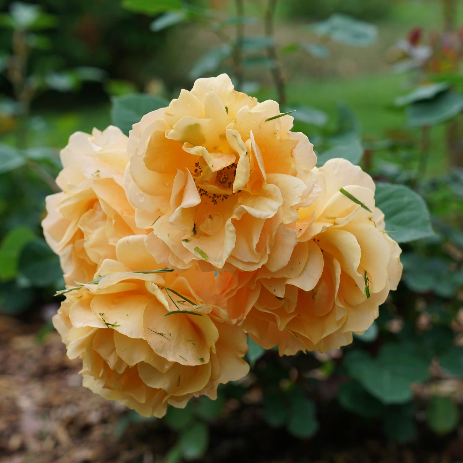 Rose Rise Range Rose | Rise Up Amberness® | Proven Winners® Shrubs – Proven Winners Direct™