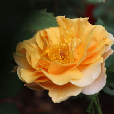 Rise Up Amberness® Rose