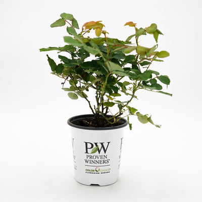 Rise Up Amberness® Rose