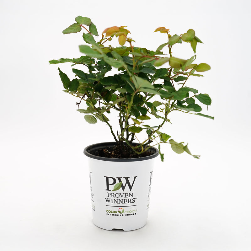 Rise Up Amberness® Rose