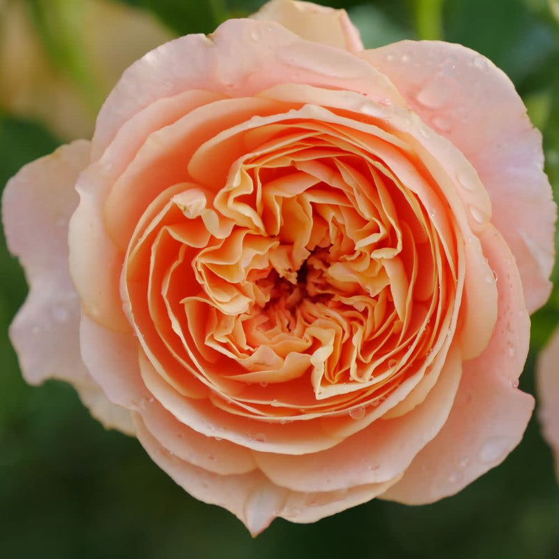 Flavorette® Honey-Apricot Edible Rose (Rosa x)