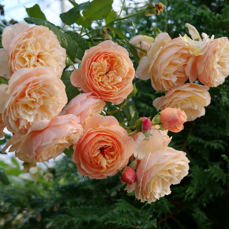 Flavorette® Honey-Apricot Edible Rose (Rosa x)