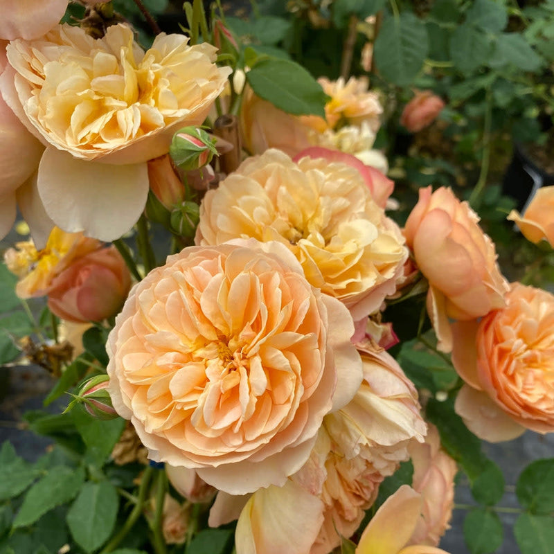 Flavorette Honey-Apricot Edible Rose up close.