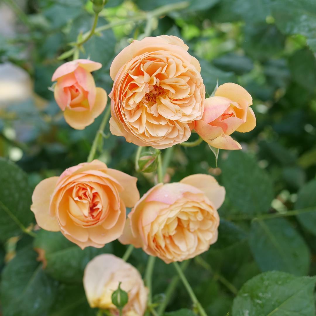 Edible Rose | Flavorette® Honey-Apricot | Proven Winners® Shrubs