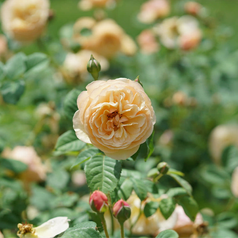 Flavorette Honey-Apricot Edible Rose up close.