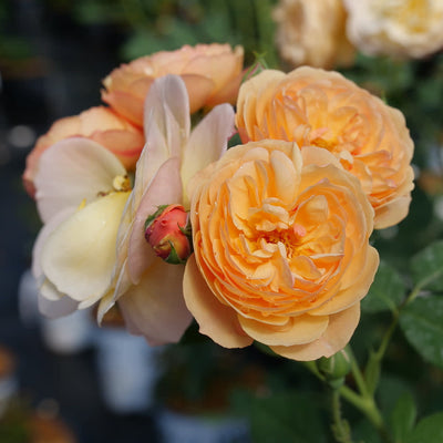 Flavorette Honey-Apricot Edible Rose up close.