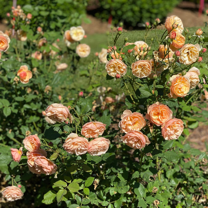 Edible Rose | Flavorette® Honey-Apricot | Proven Winners® Shrubs