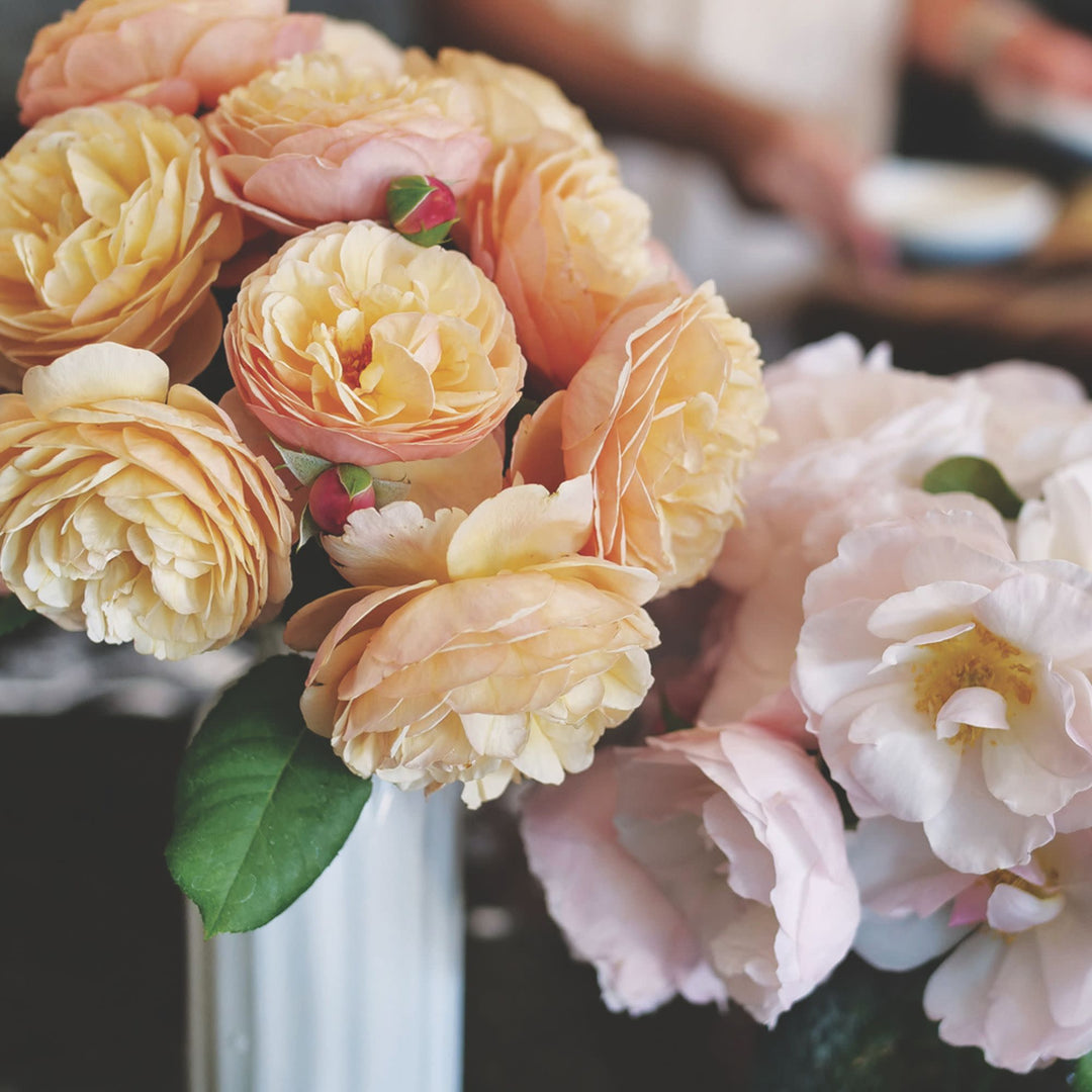 Edible Rose | Flavorette® Honey-Apricot | Proven Winners® Shrubs