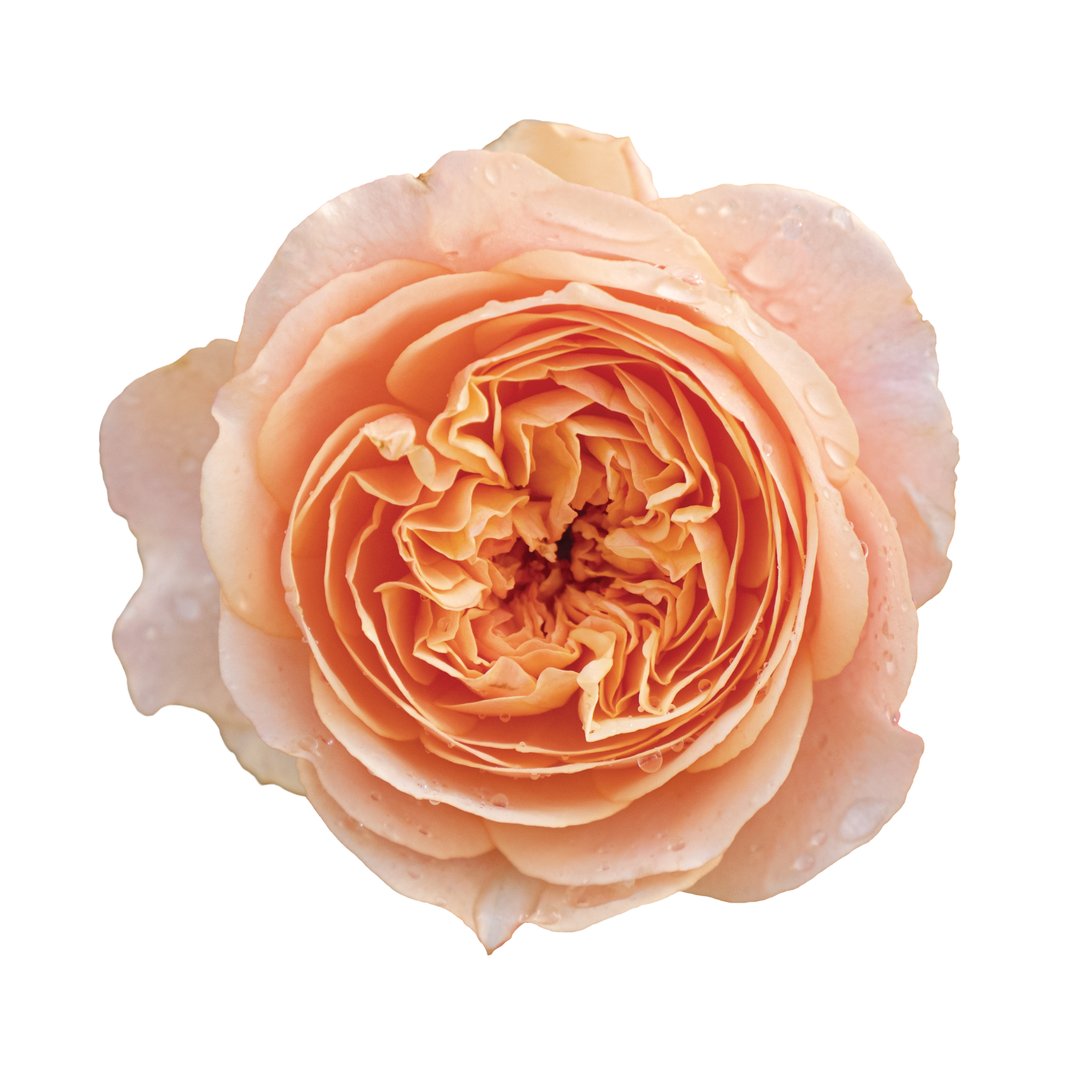 Edible Rose | Flavorette® Honey-Apricot | Proven Winners® Shrubs