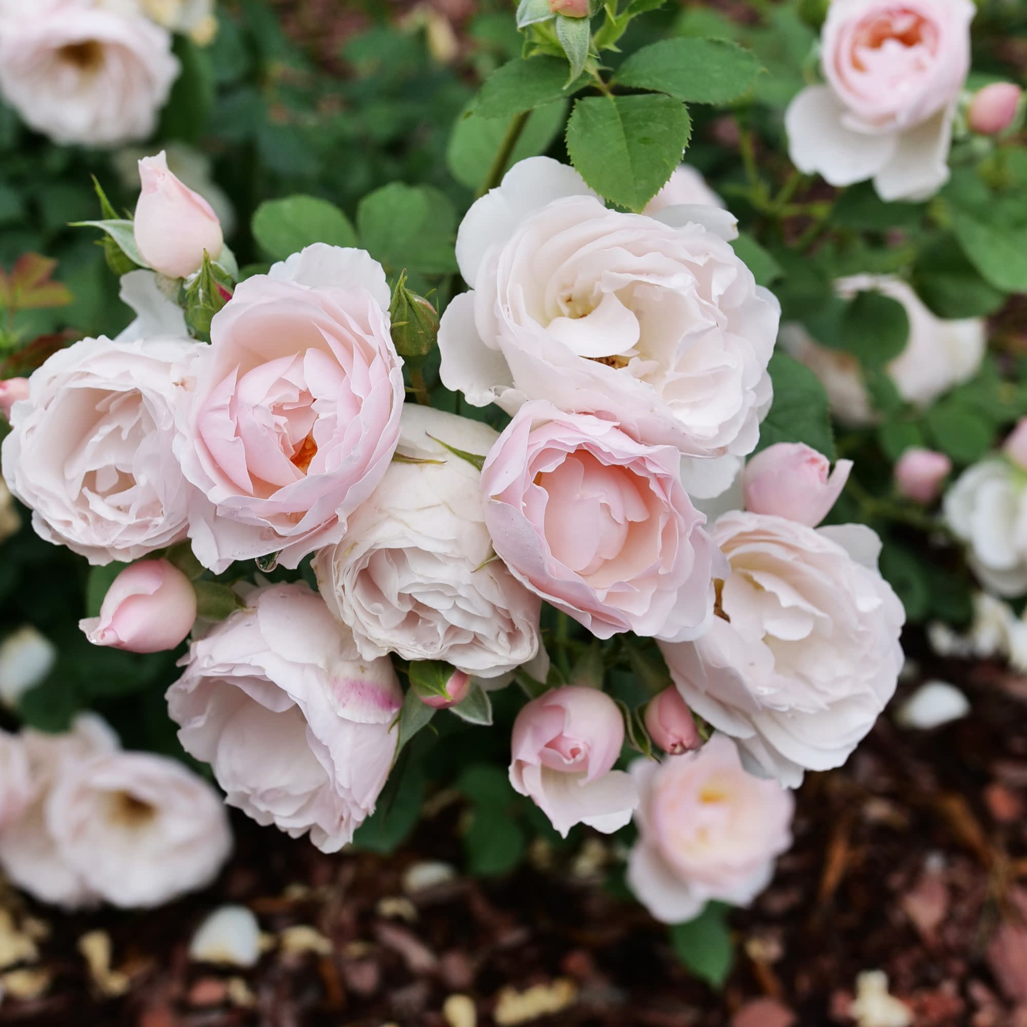 Edible Rose | Flavorette Pear'd® | Proven Winners® Shrubs – Proven