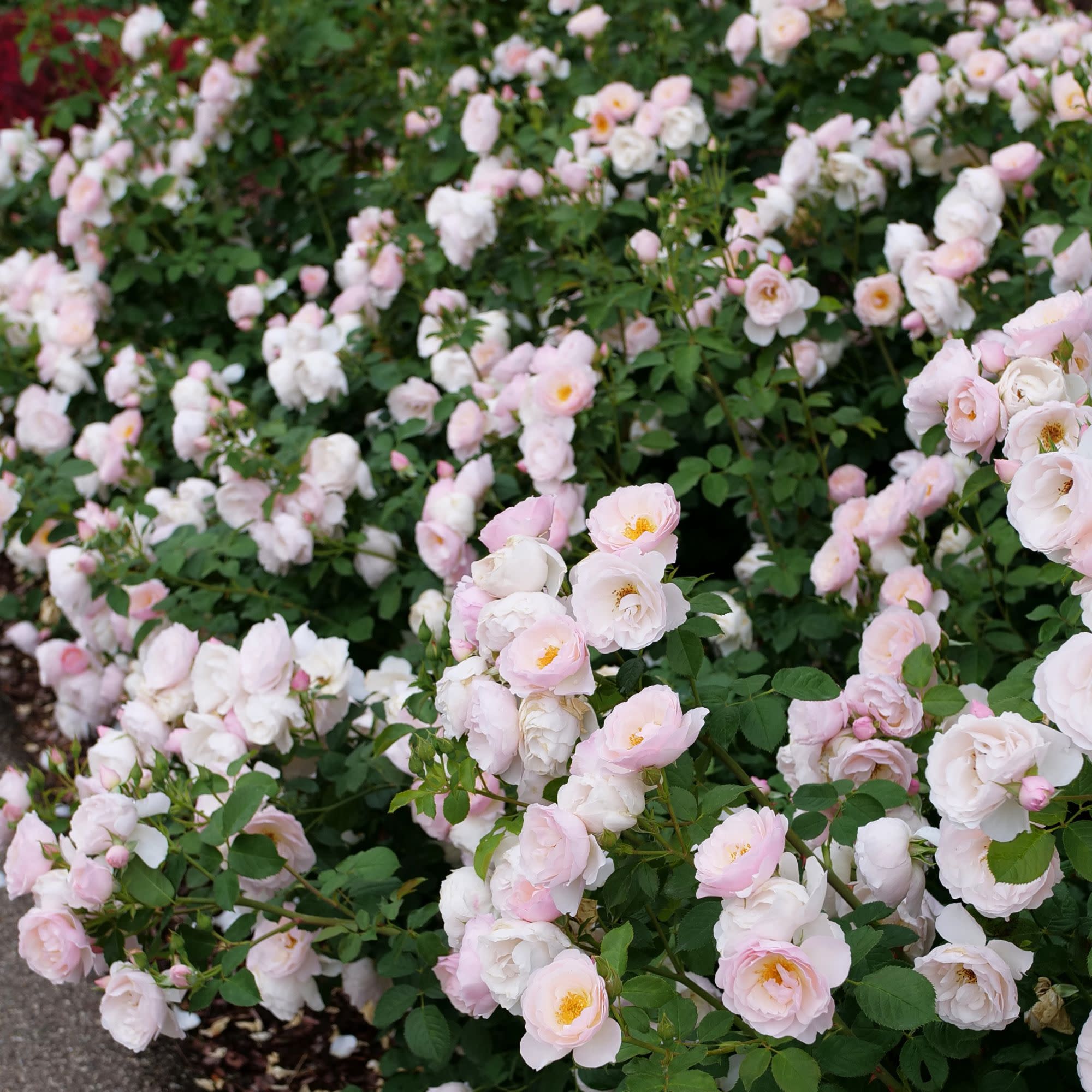 Edible Rose | Flavorette Pear'd® | Proven Winners® Shrubs – Proven