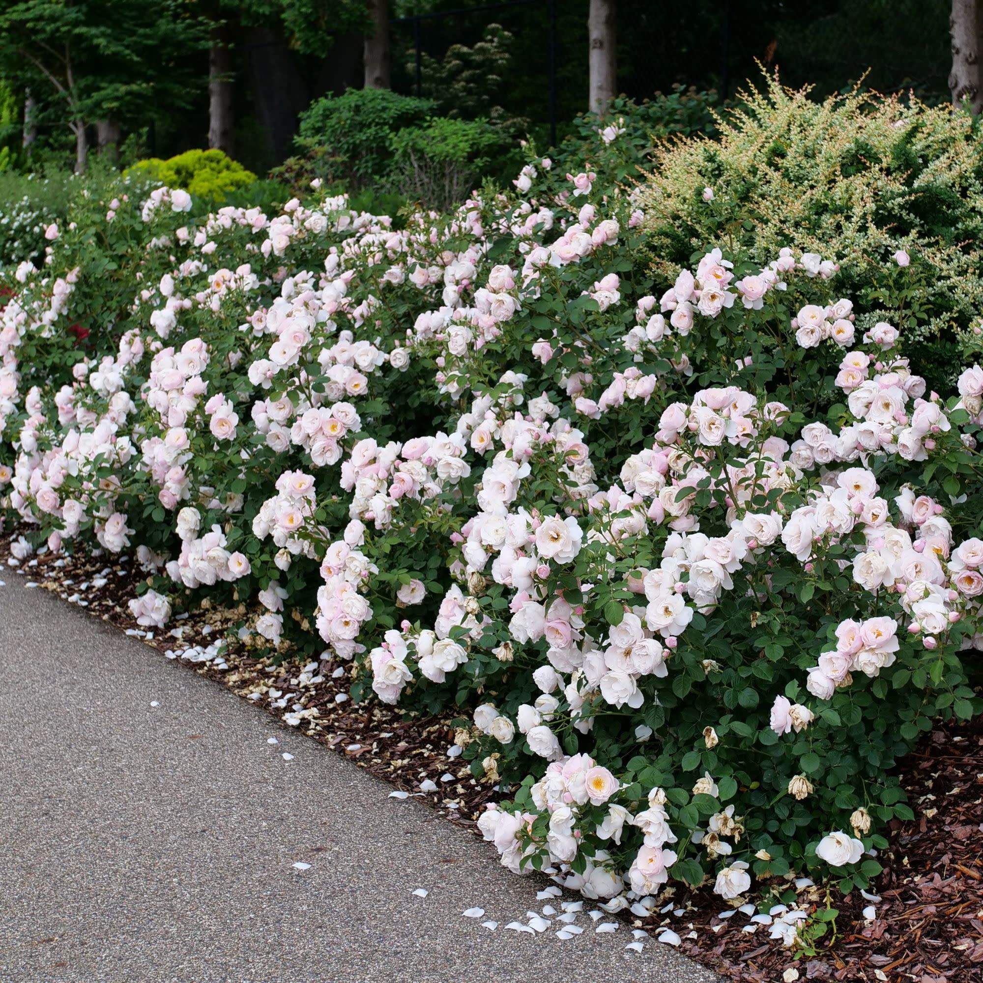Edible Rose | Flavorette Pear'd® | Proven Winners® Shrubs – Proven