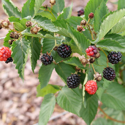 Taste of Heaven Thornless Blackberry up close.