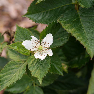 Taste of Heaven Thornless Blackberry up close.