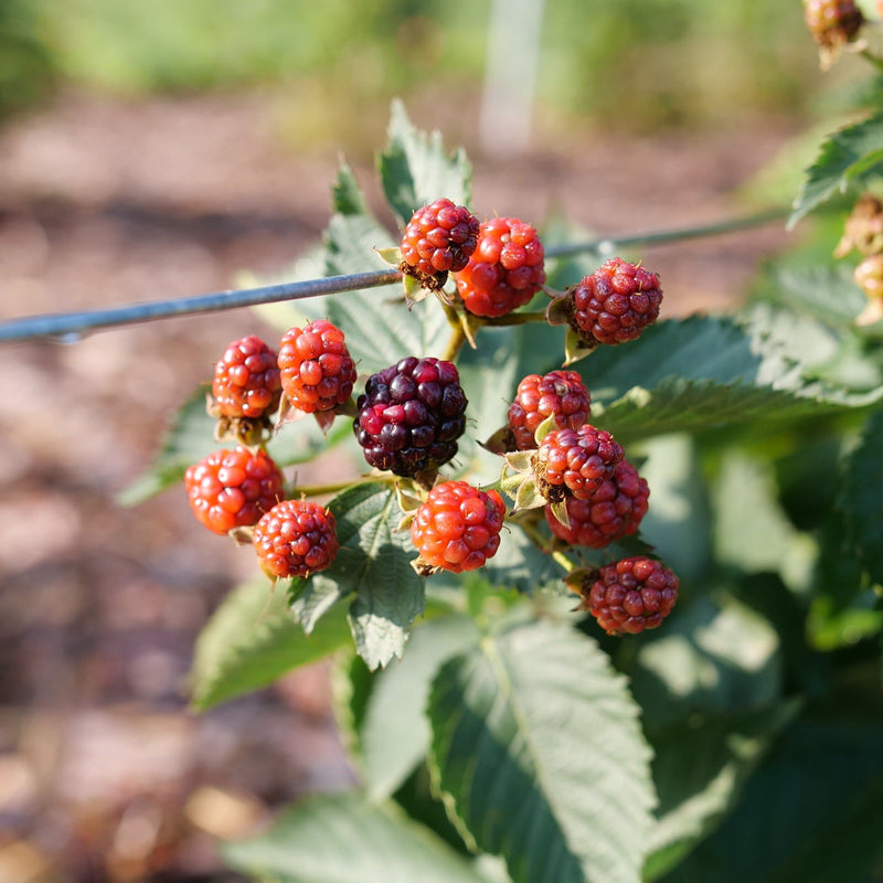 Taste of Heaven Thornless Blackberry up close.