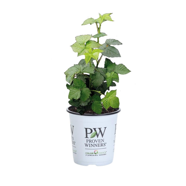 Thornless Blackberry | Taste of Heaven® | Proven Winners® Shrubs