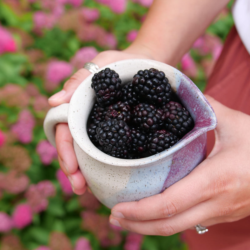 Taste of Heaven Thornless Blackberry in use.