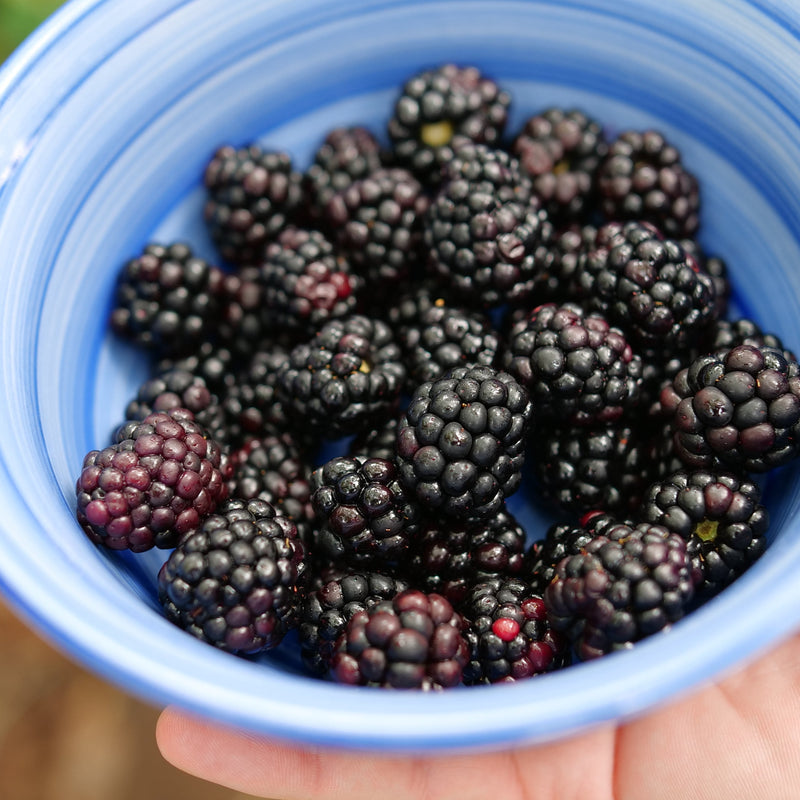 Taste of Heaven Thornless Blackberry in use.