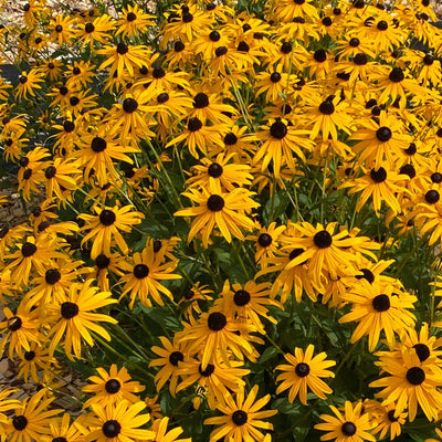 Mega Millions Black-eyed Susan up close.