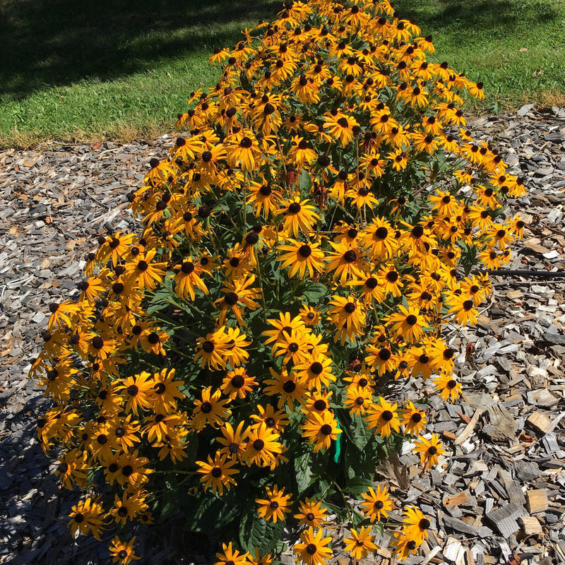 Mega Millions Black-eyed Susan in use.