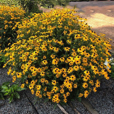 Mega Millions Black-eyed Susan in use.