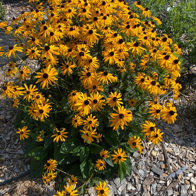 Mega Millions Black-eyed Susan in use.