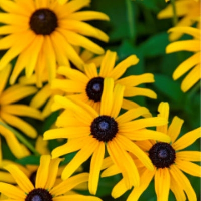 'Treasure Trove' Black-eyed Susan (Rudbeckia hybrid)