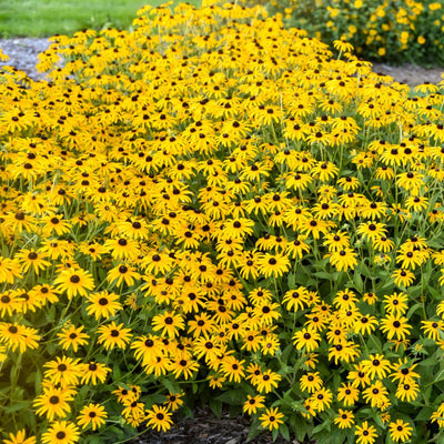 'Treasure Trove' Black-eyed Susan (Rudbeckia hybrid)