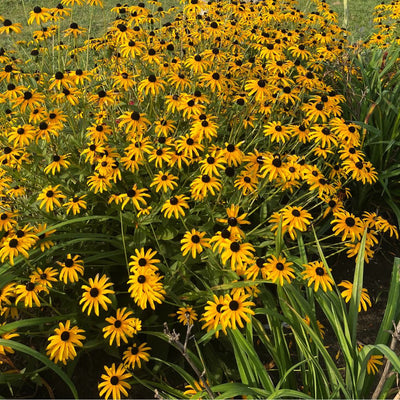 'Treasure Trove' Black-eyed Susan (Rudbeckia hybrid)