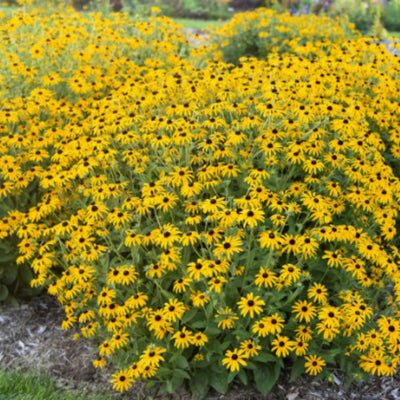 'Treasure Trove' Black-eyed Susan (Rudbeckia hybrid)