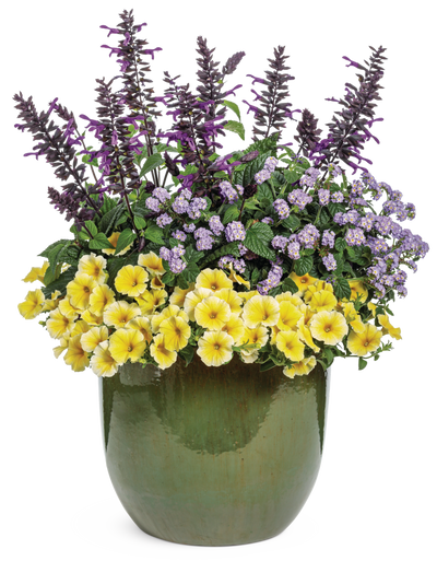 Supertunia® Saffron Finch™ (Petunia) - New Proven Winners® Variety 2024