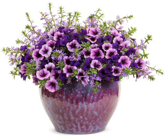 Reaching the Pinnacle