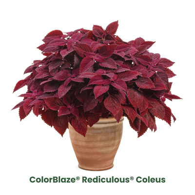 'Fall Coleus Mix' 6.5 Inch Combination