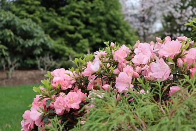 Perfecto Mundo Pink Carpet® Reblooming Azalea (Rhododendron hybrid)