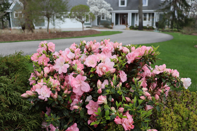 Perfecto Mundo Pink Carpet® Reblooming Azalea (Rhododendron hybrid)