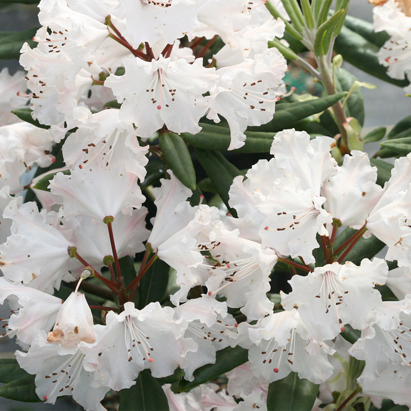 Dandy Man Color Wheel® (Rhododendron hybrid)