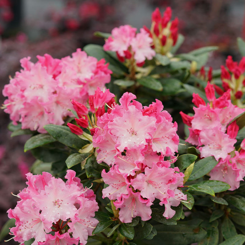 Dandy Man Color Wheel® (Rhododendron hybrid)