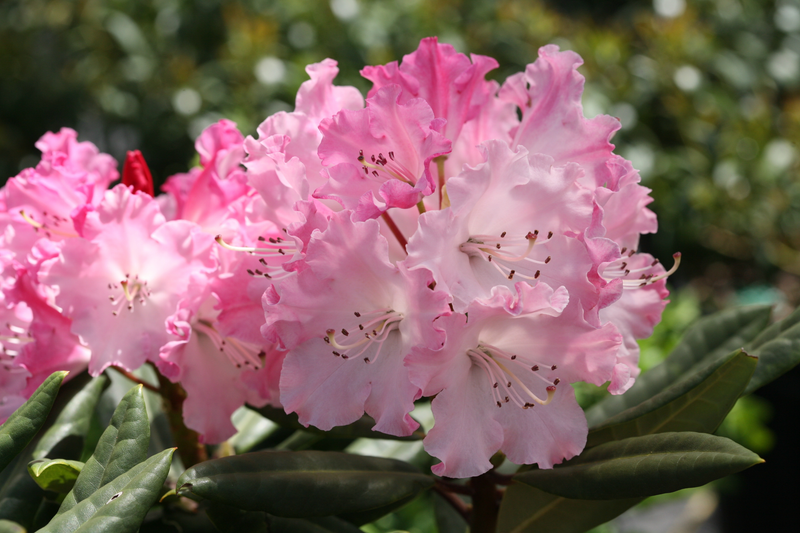 Dandy Man Color Wheel® (Rhododendron hybrid)