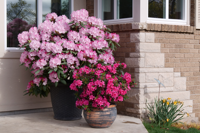 Dandy Man Color Wheel® (Rhododendron hybrid)