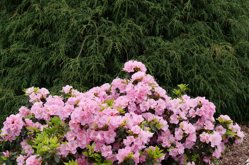 Perfecto Mundo® Double Pink Reblooming Azalea (Rhododendron hybrid)