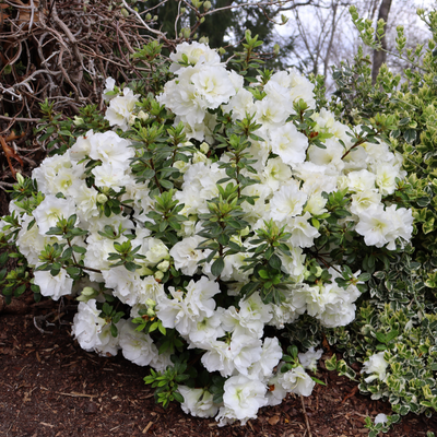 Perfecto Mundo® Double White Reblooming Azalea (Rhododendron hybrid)