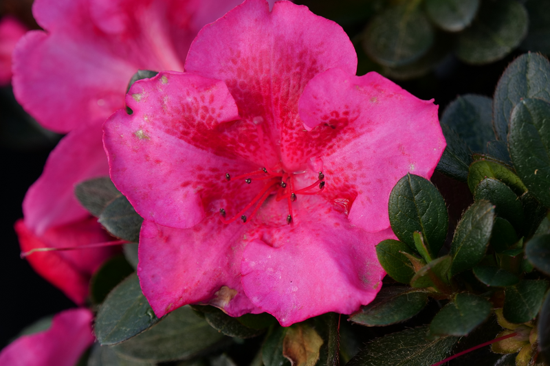 Perfecto Mundo® Epic Pink Reblooming Azalea (Rhododendron hybrid)