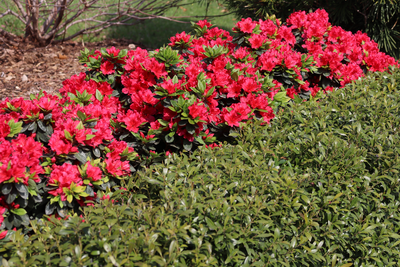 Perfecto Mundo® Red Reblooming Azalea (Rhododendron hybrid)